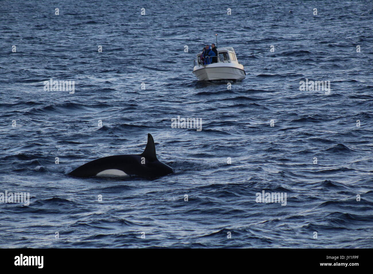 a small whale watching boat by orcas in Norway Stock Photo