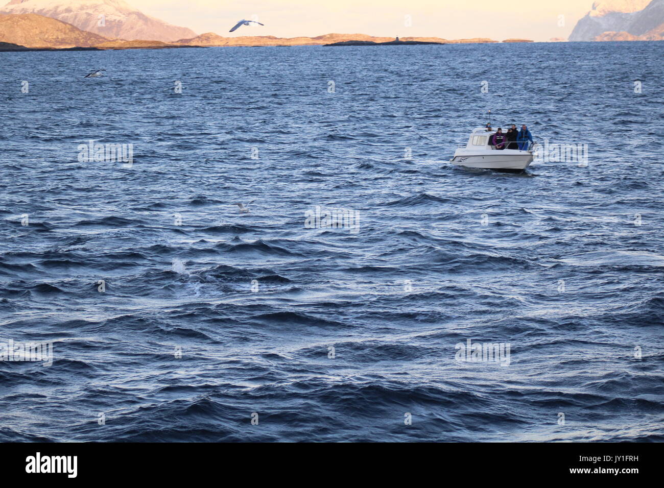a small boat whale watching in norway Stock Photo