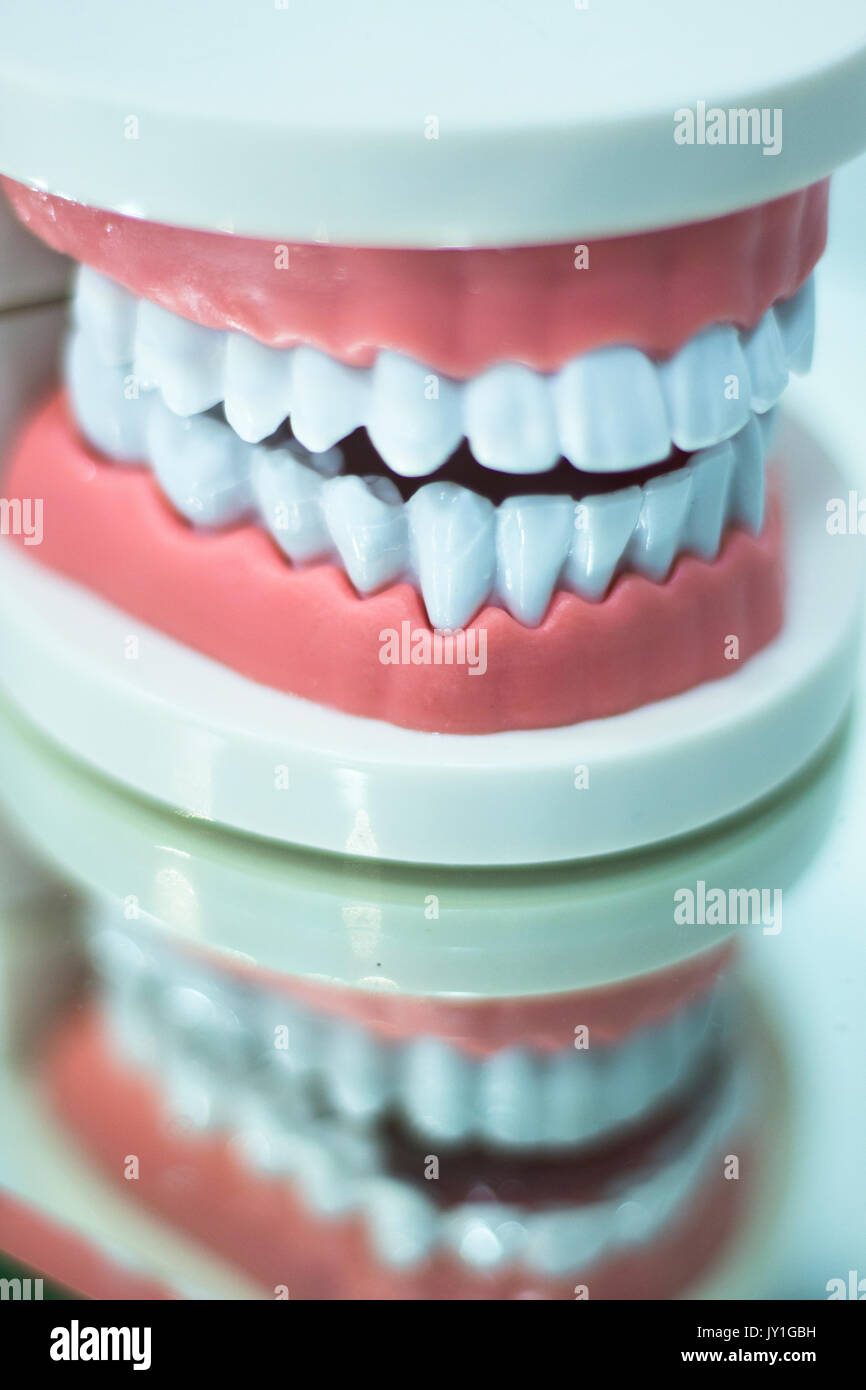 Dental teeth orthodontic dentistry teachng model with gums, tooth