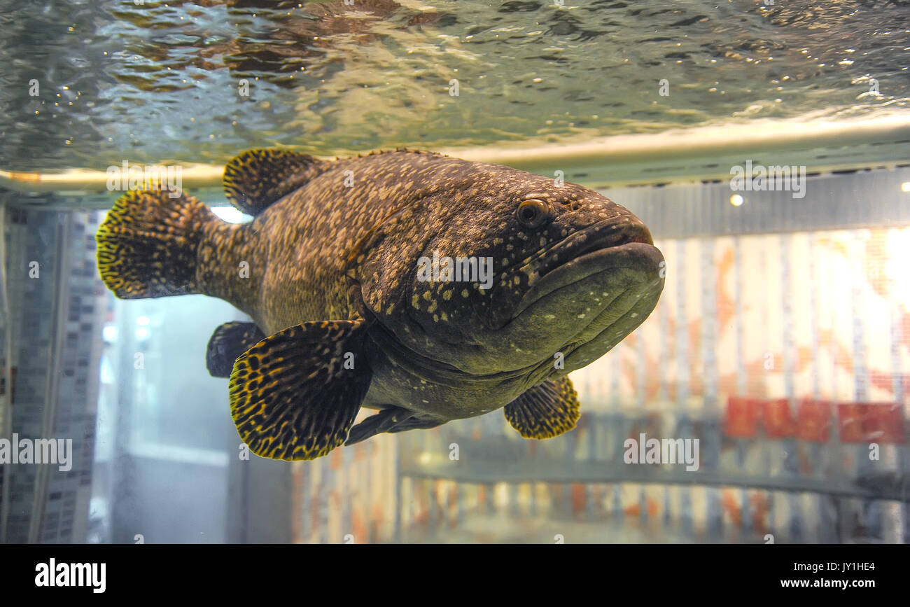 Big brown tropical fish in water aquarium tank Stock Photo