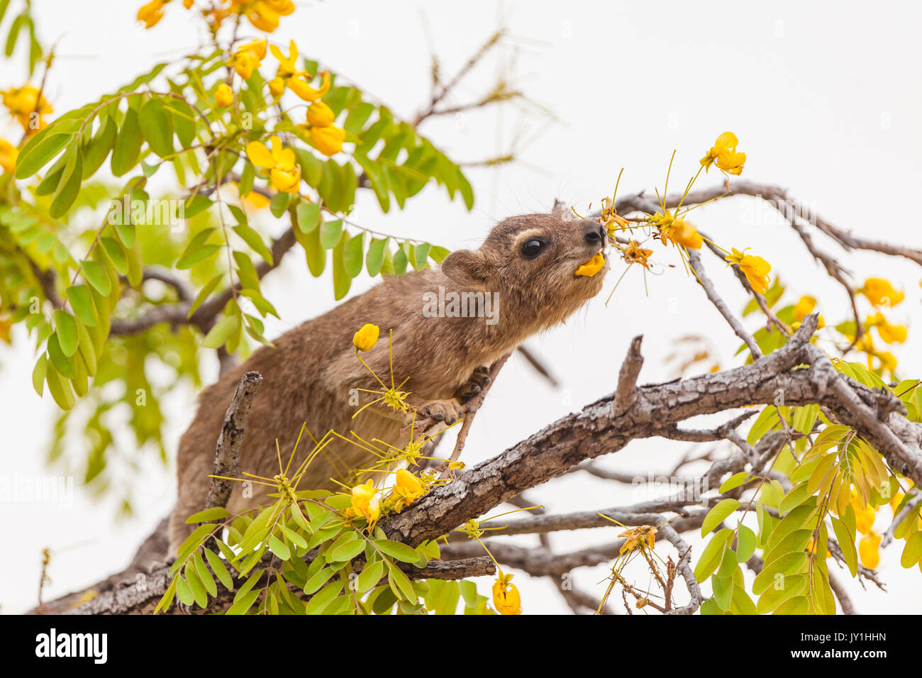 A Yellow Spotted Rock Hyrax seen In Zimbabwe's Hwange National Park Stock Photo