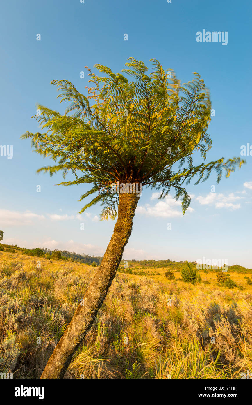 Indigenous tree zimbabwe hi-res stock photography and images - Alamy
