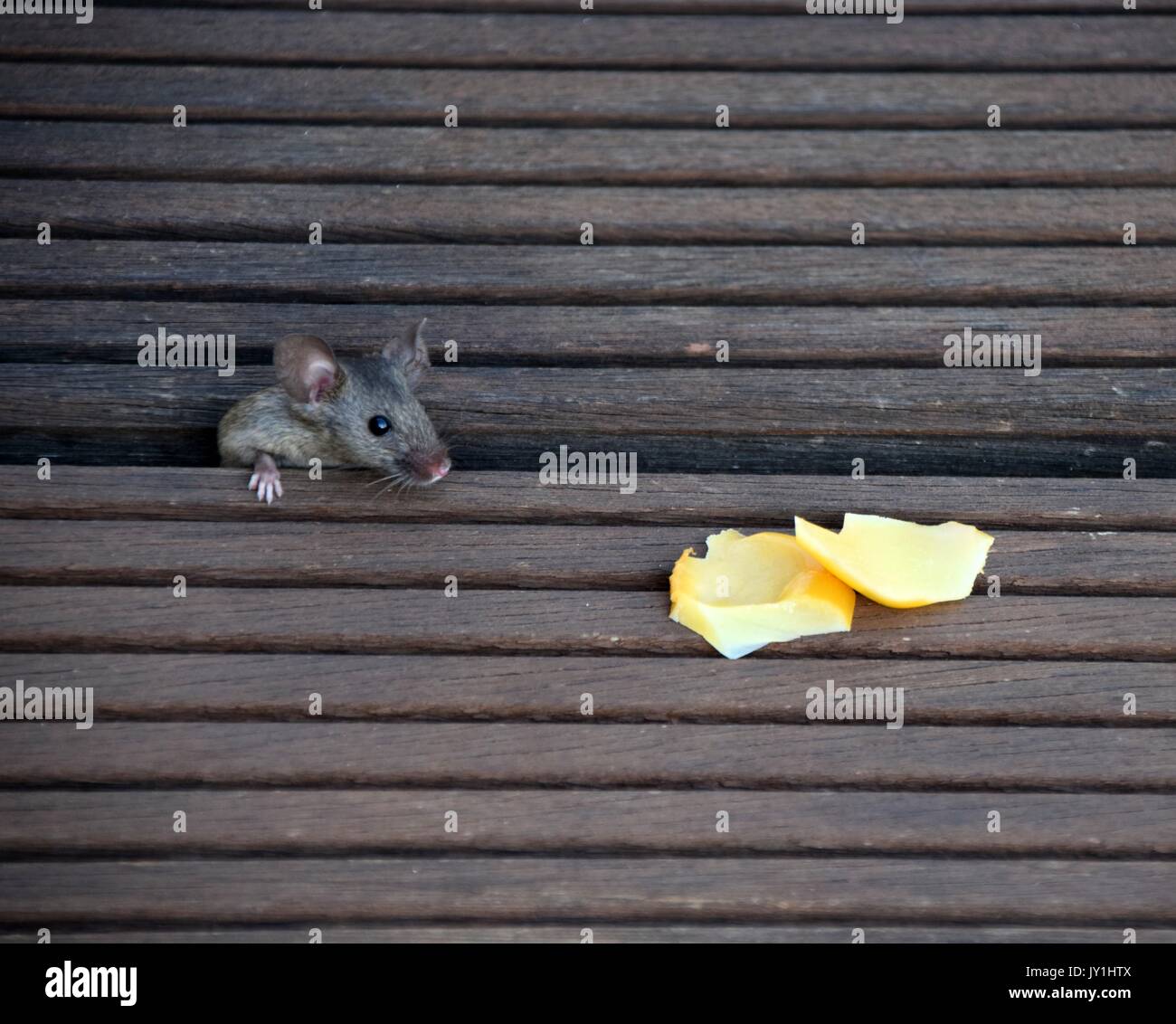 a hungry and curious house mouse with pieces of cheese, mus musculus Stock Photo