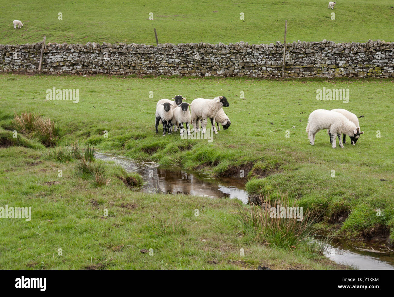 Sheep grazing in a field in Teesdale,England,UK Stock Photo