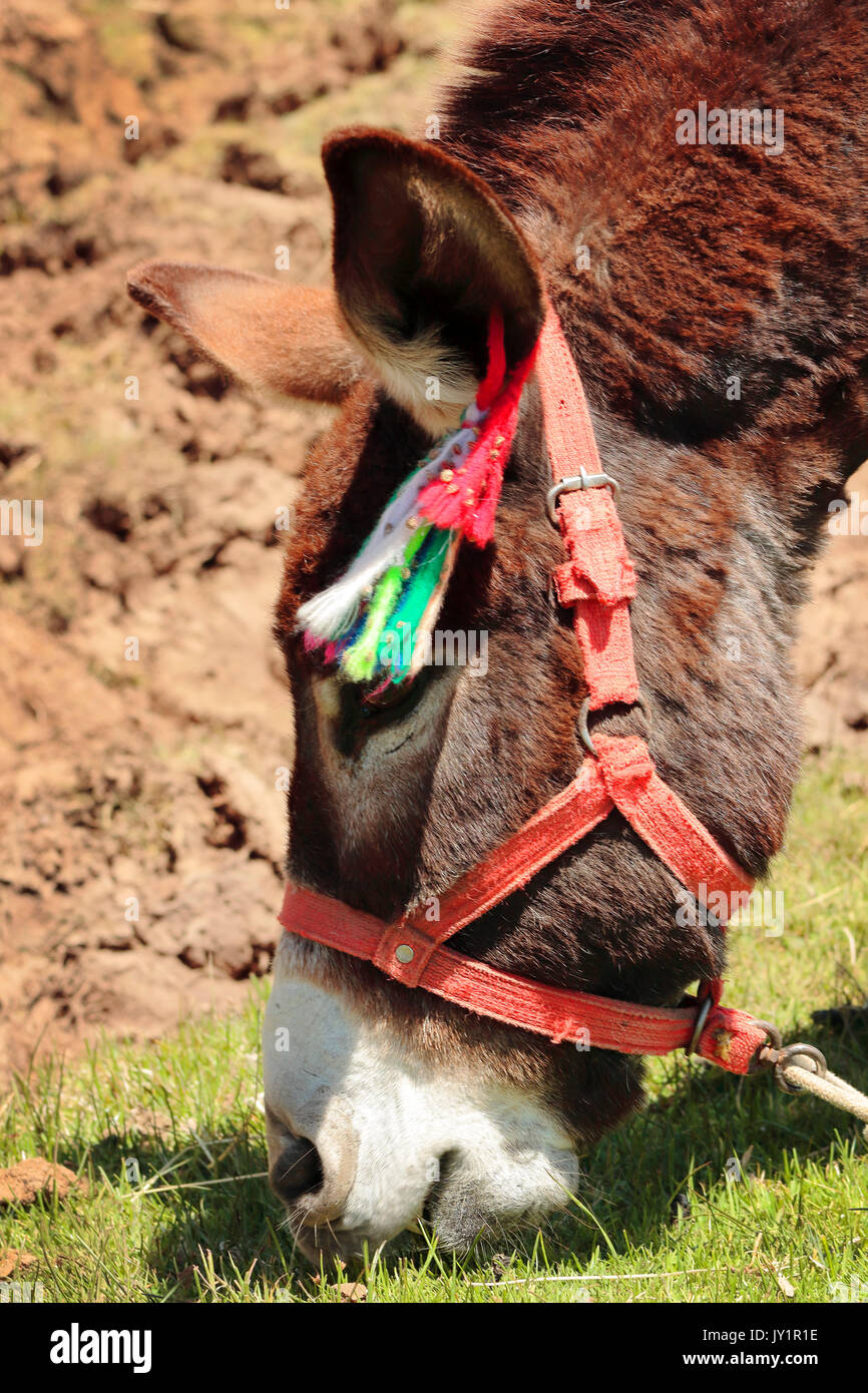 El burro o asno (Equus africanus asinus); ejemplar domestico y fotografiado en Huancaya Stock Photo