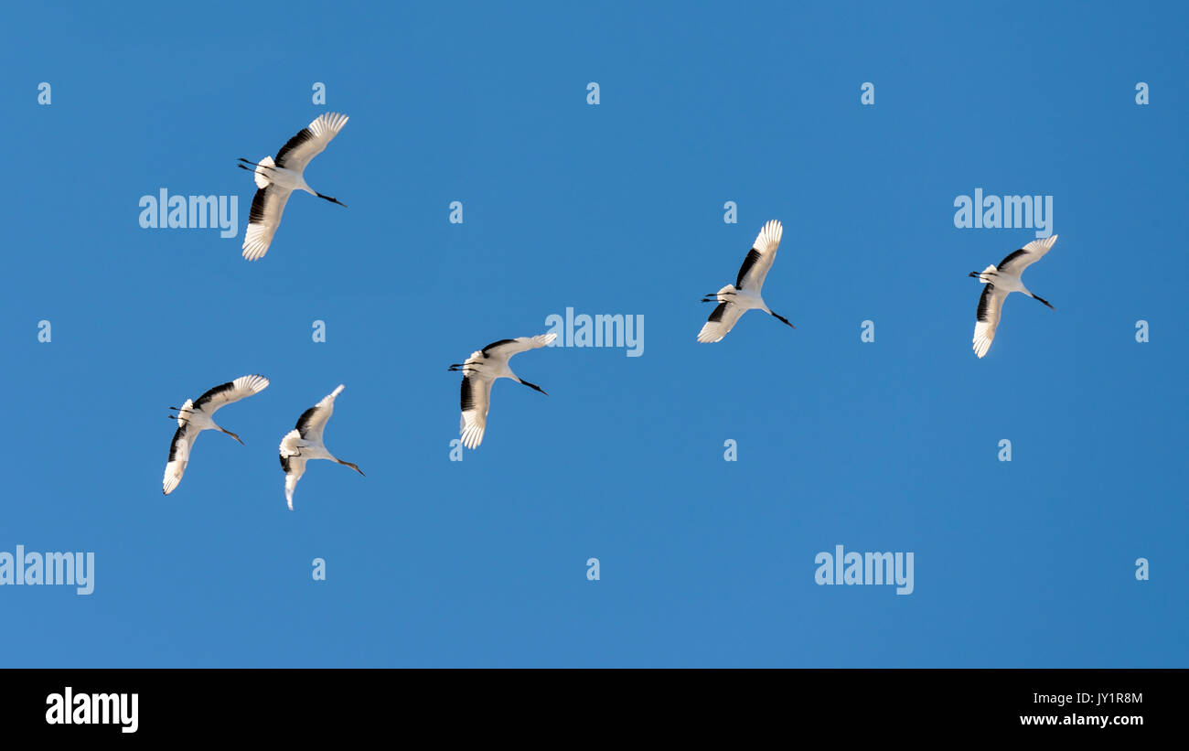 Flying red crowned cranes hi-res stock photography and images - Alamy