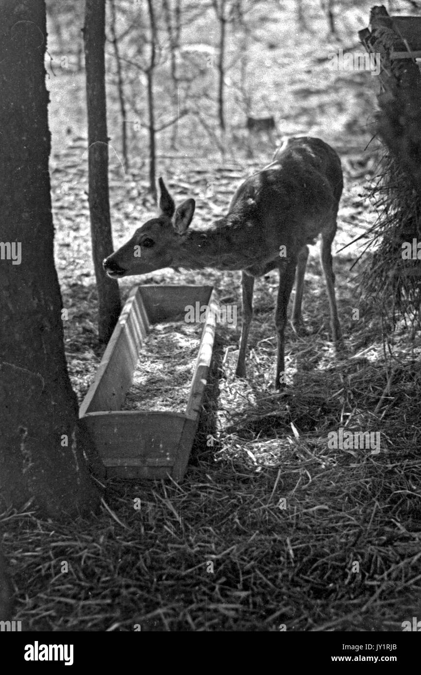 A Young Deer Standing By Feeding Trough In The Forest Stock Photo