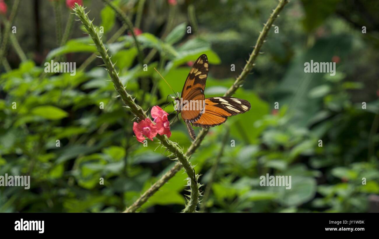 Different fauna hi-res stock photography and images - Alamy