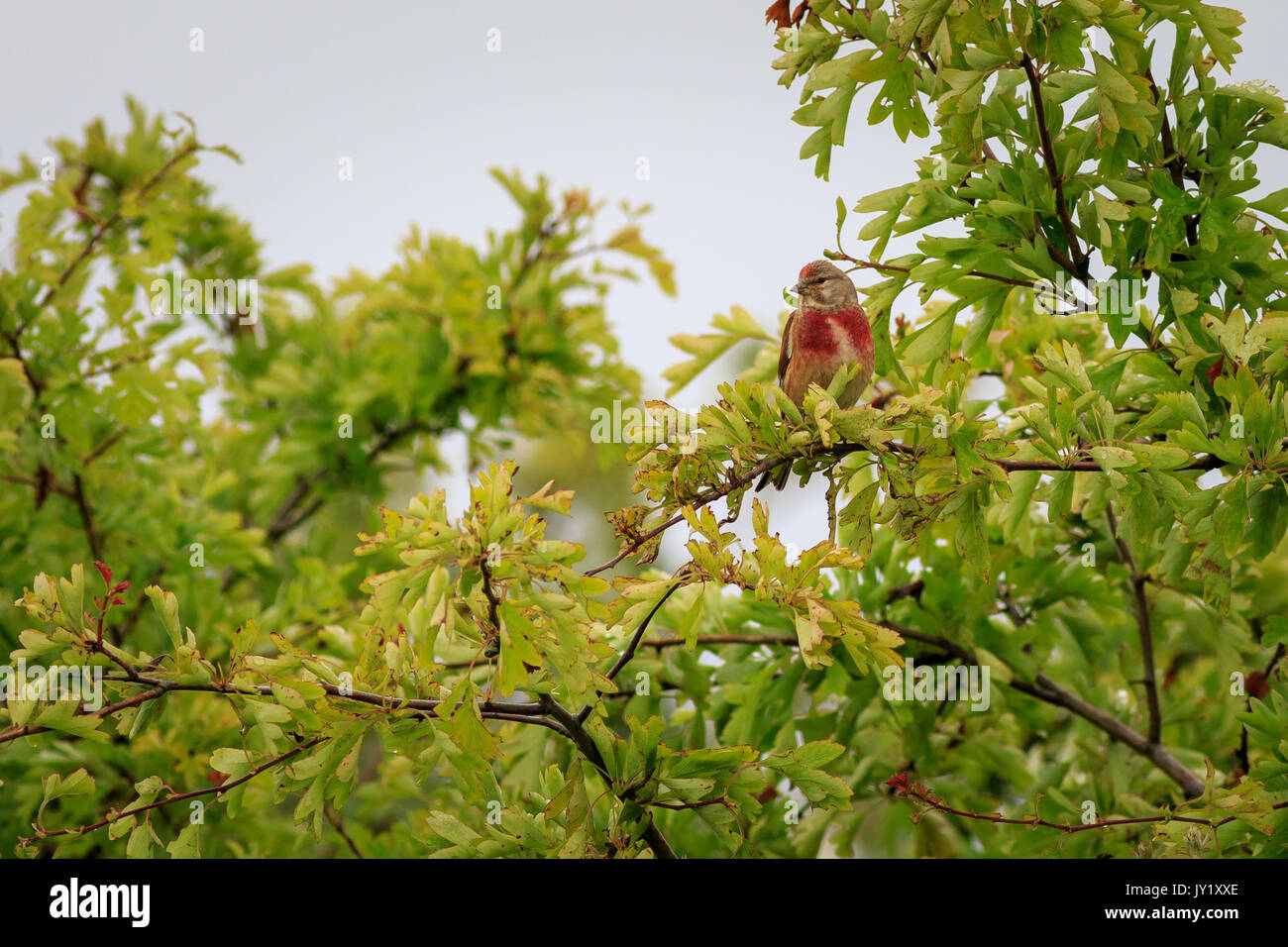 linnet (Carduelis cannabina) perched in a bush Stock Photo