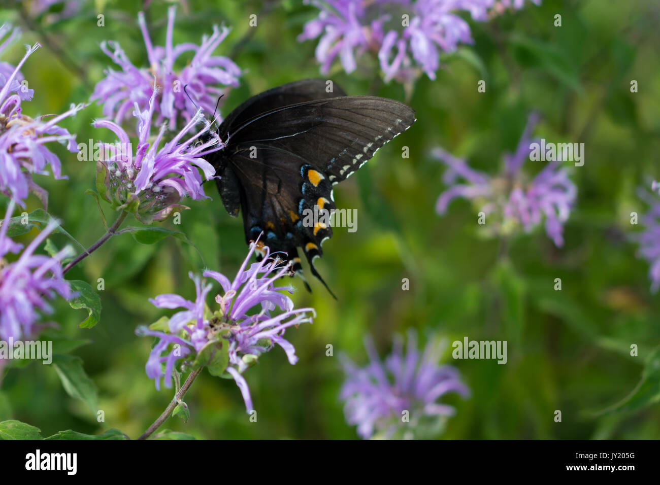 A black swallowtail butterfly taking nectar from a  Wild Bergamont flower. Stock Photo
