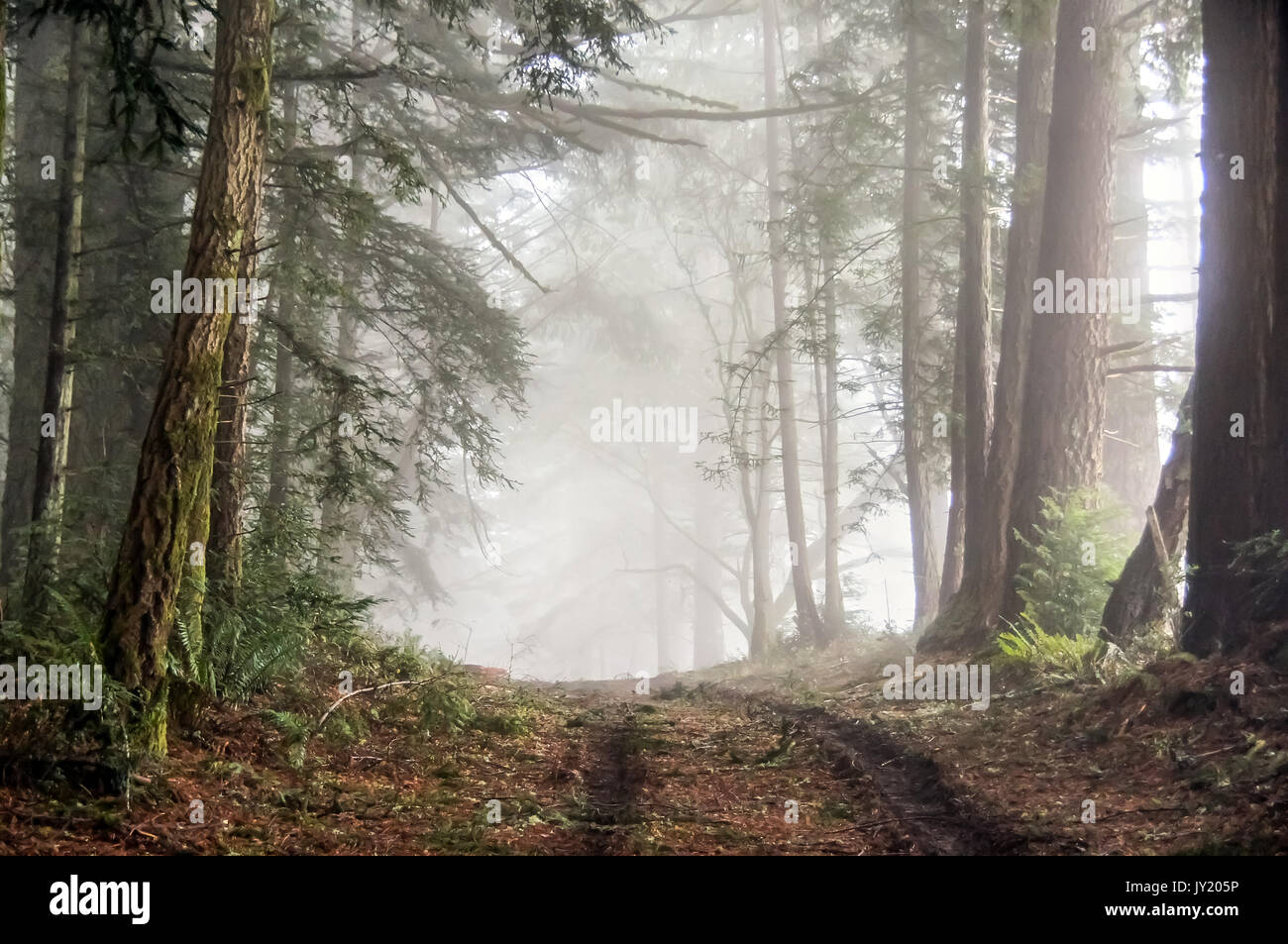 Foggy Forest of Bolinas Ridge. Stock Photo