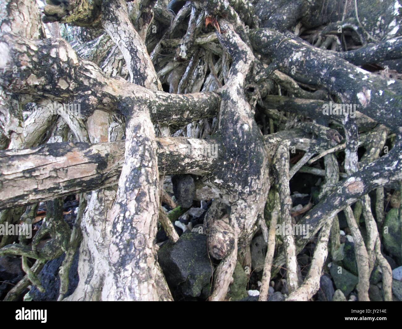 Tree at the beach in Hilo, Hawaii Stock Photo - Alamy