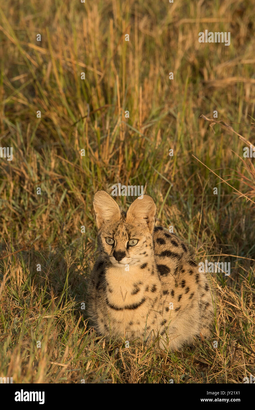 Adult serval cat (Leptailurus serval) hunting in long grass in the Masai Mara Game reserve in