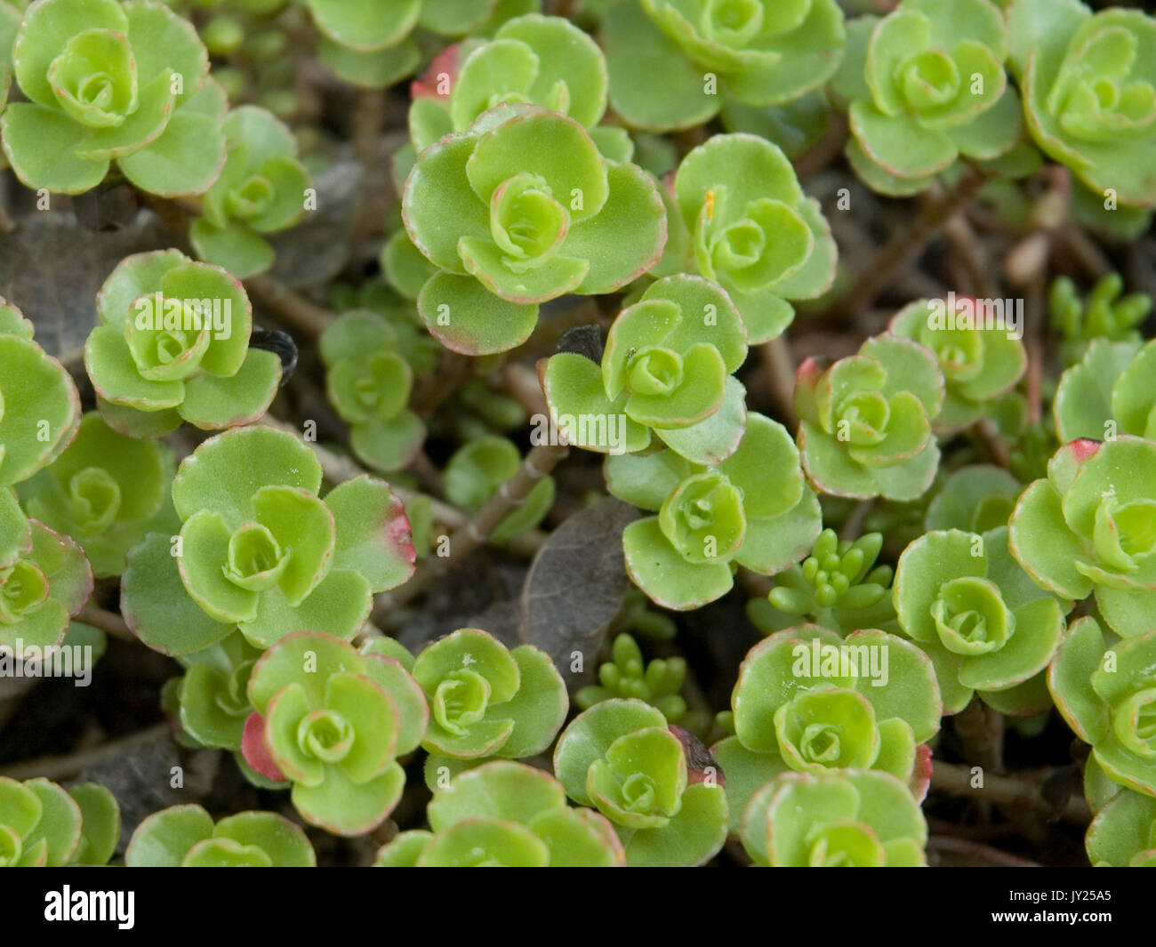 stonecrops as ground cover plants Stock Photo