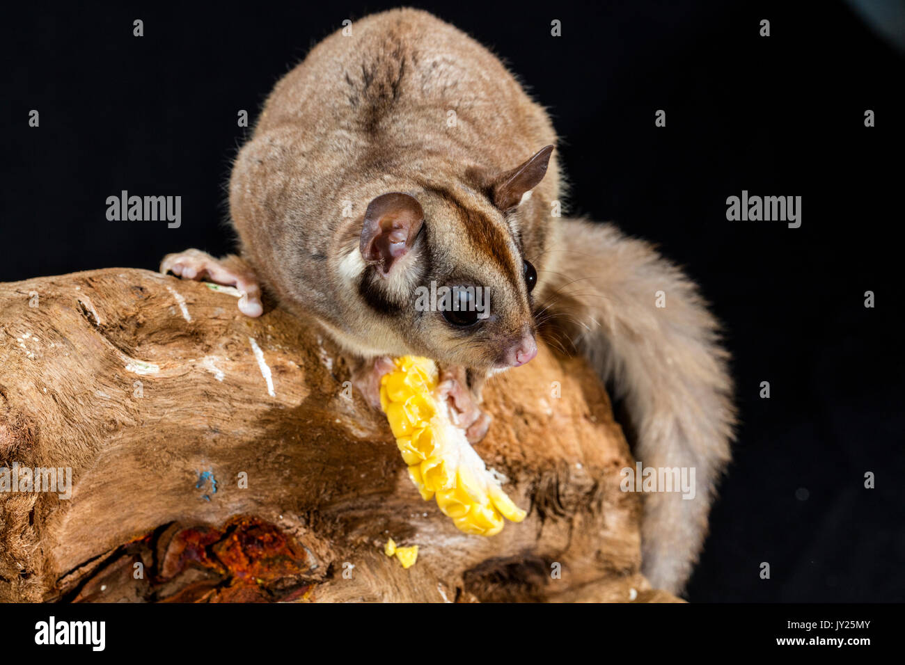 australian sugar glider on