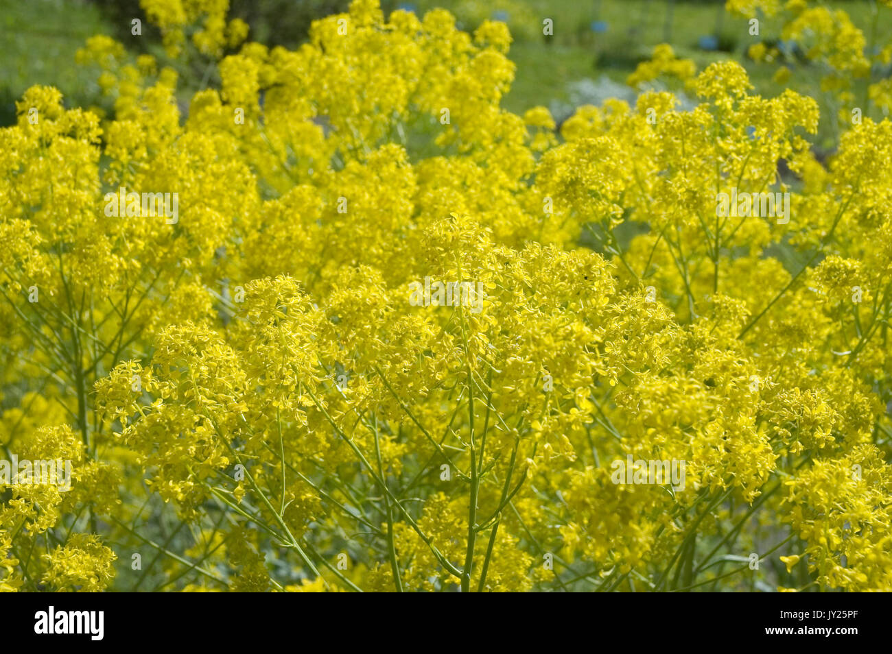 yellow blossoms of dyer´s woad Stock Photo
