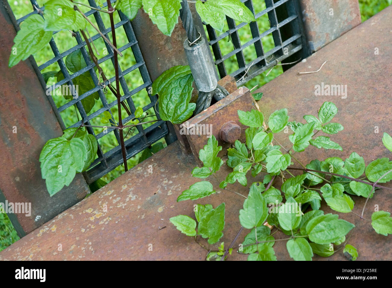 trellis with climbing and creeping plants Stock Photo - Alamy