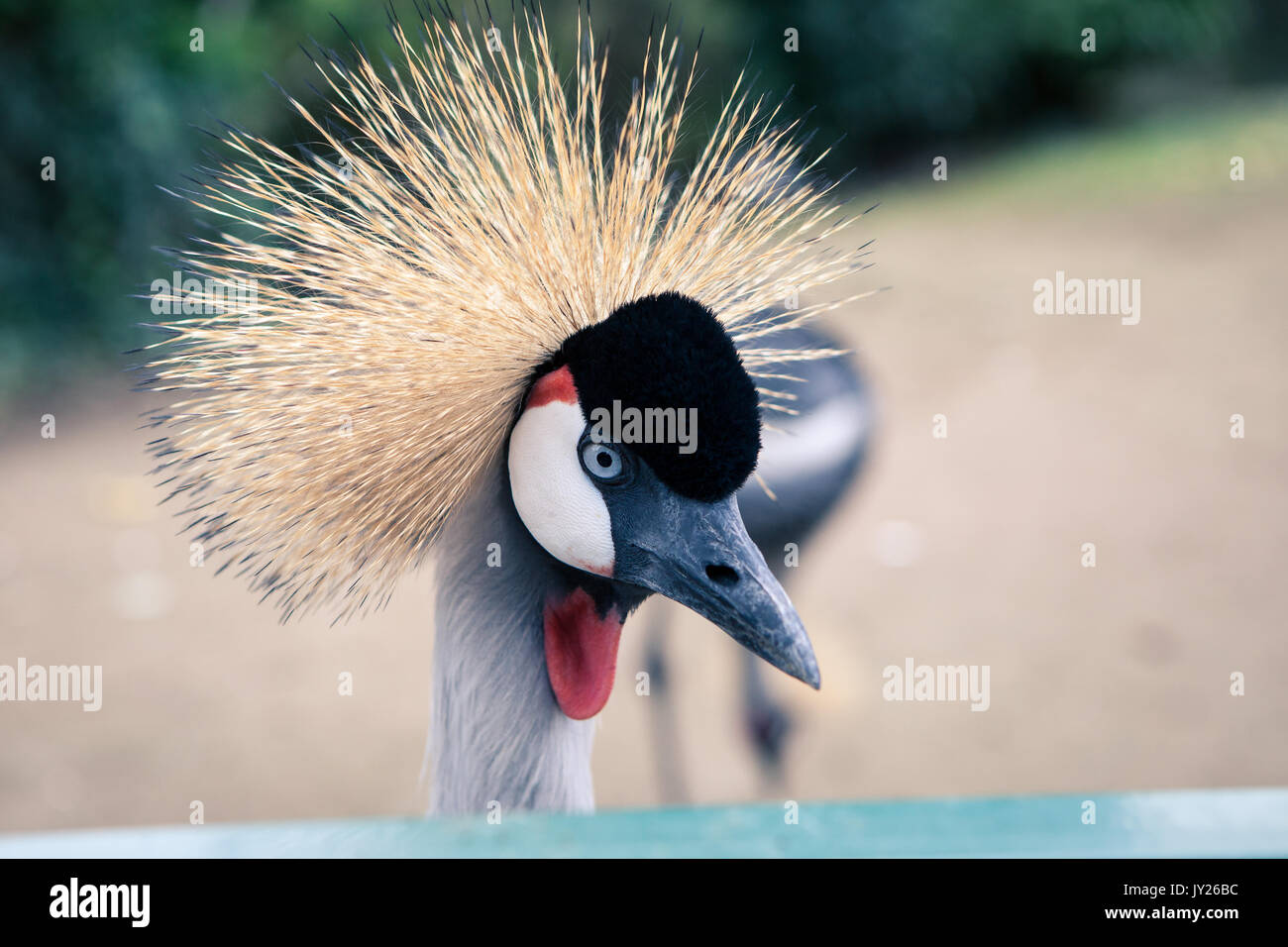 Beautiful crowned crane with blue eye and red wattle Stock Photo