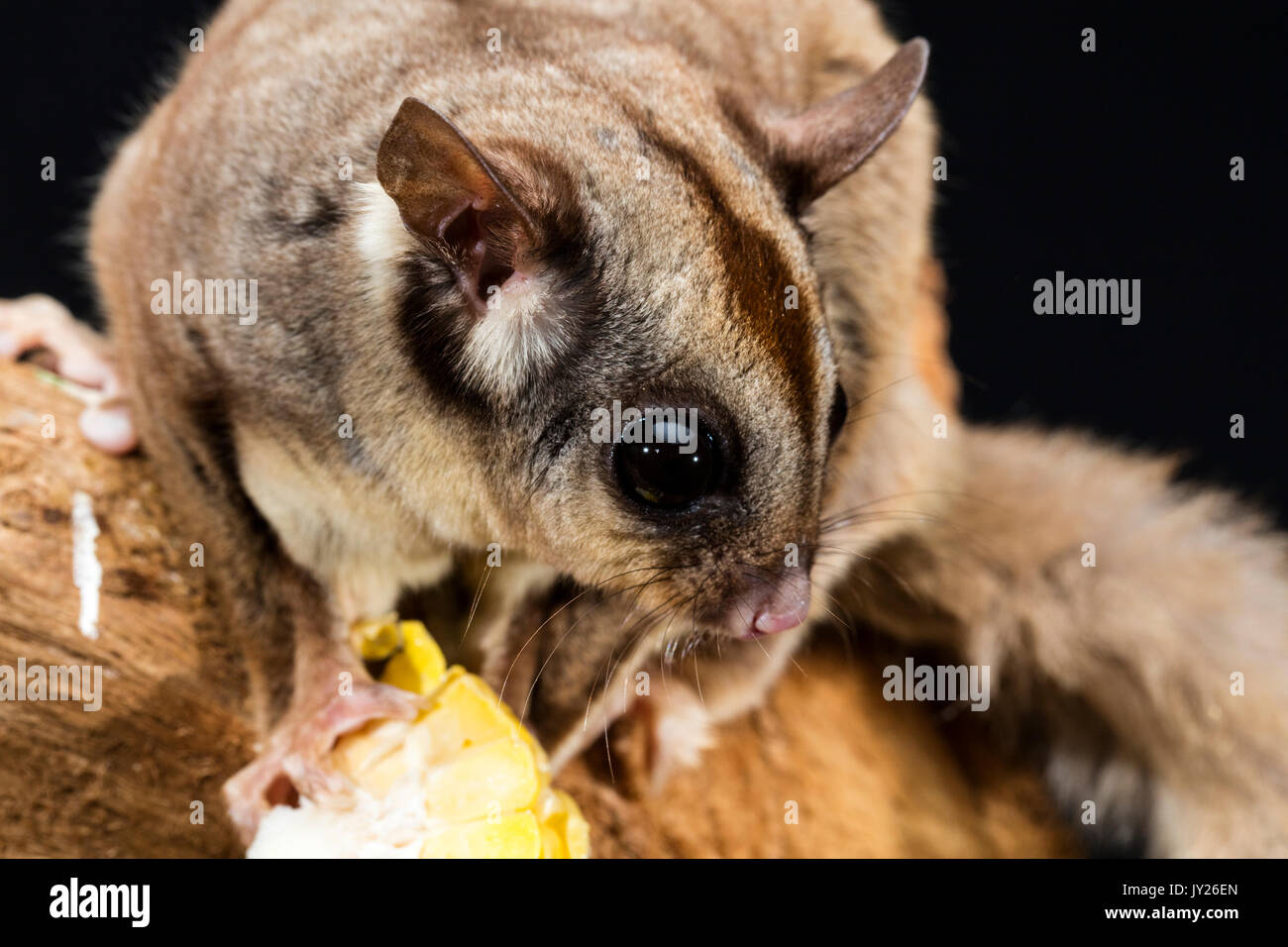 Close up of an Australian Sugar Glider on a branch eating a piece of corn Stock Photo
