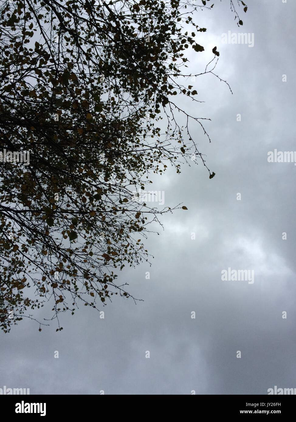 Silhouette of tree branches over dull grey clouds Stock Photo