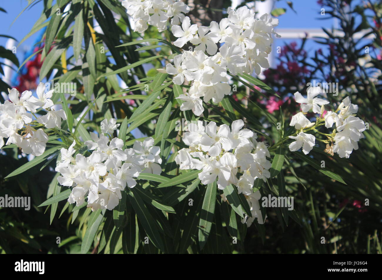 White Flowers in Spain Stock Photo Alamy