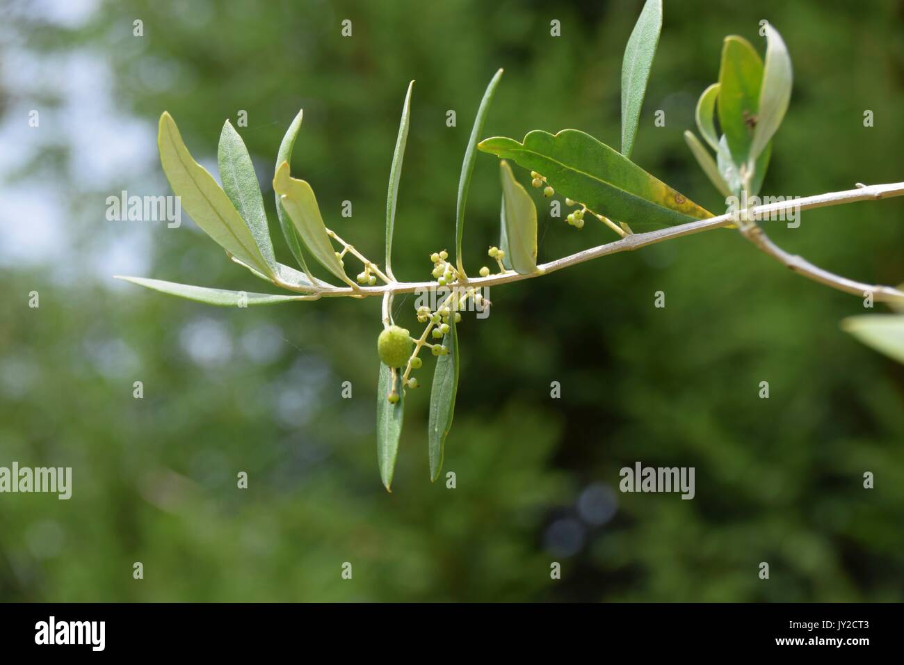 Oleaceae, Olive tree with small olive grove, Olea europaea Stock Photo