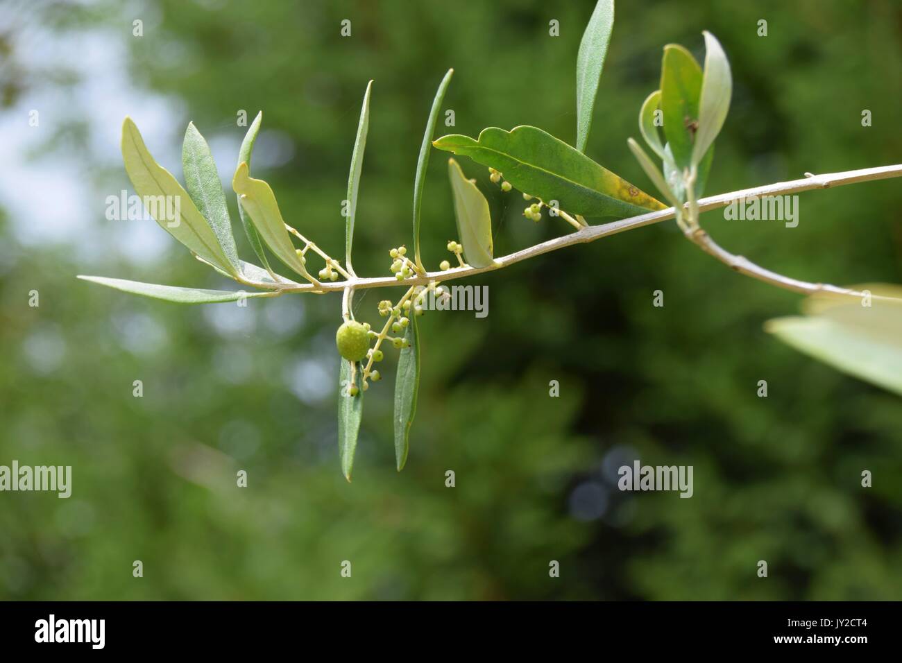 Oleaceae, Olive tree with small olive grove, Olea europaea Stock Photo