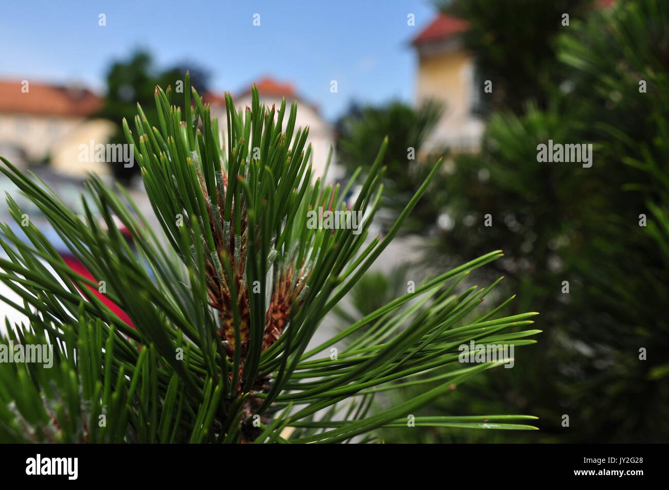 Green pine needles, vacation view, relax spot Stock Photo