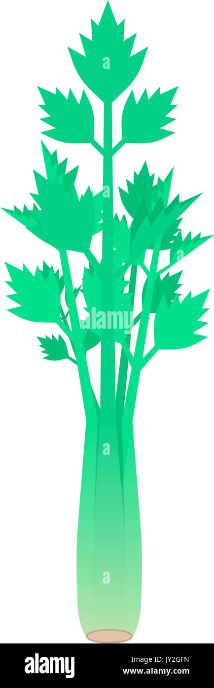 celery stem isolated on white background Stock Vector