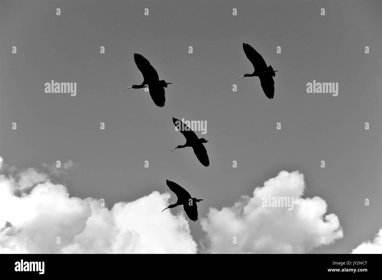 quequeña bandadad de Yanavicos (Plegadis ridgwayi) cruzando el cielo. Stock Photo