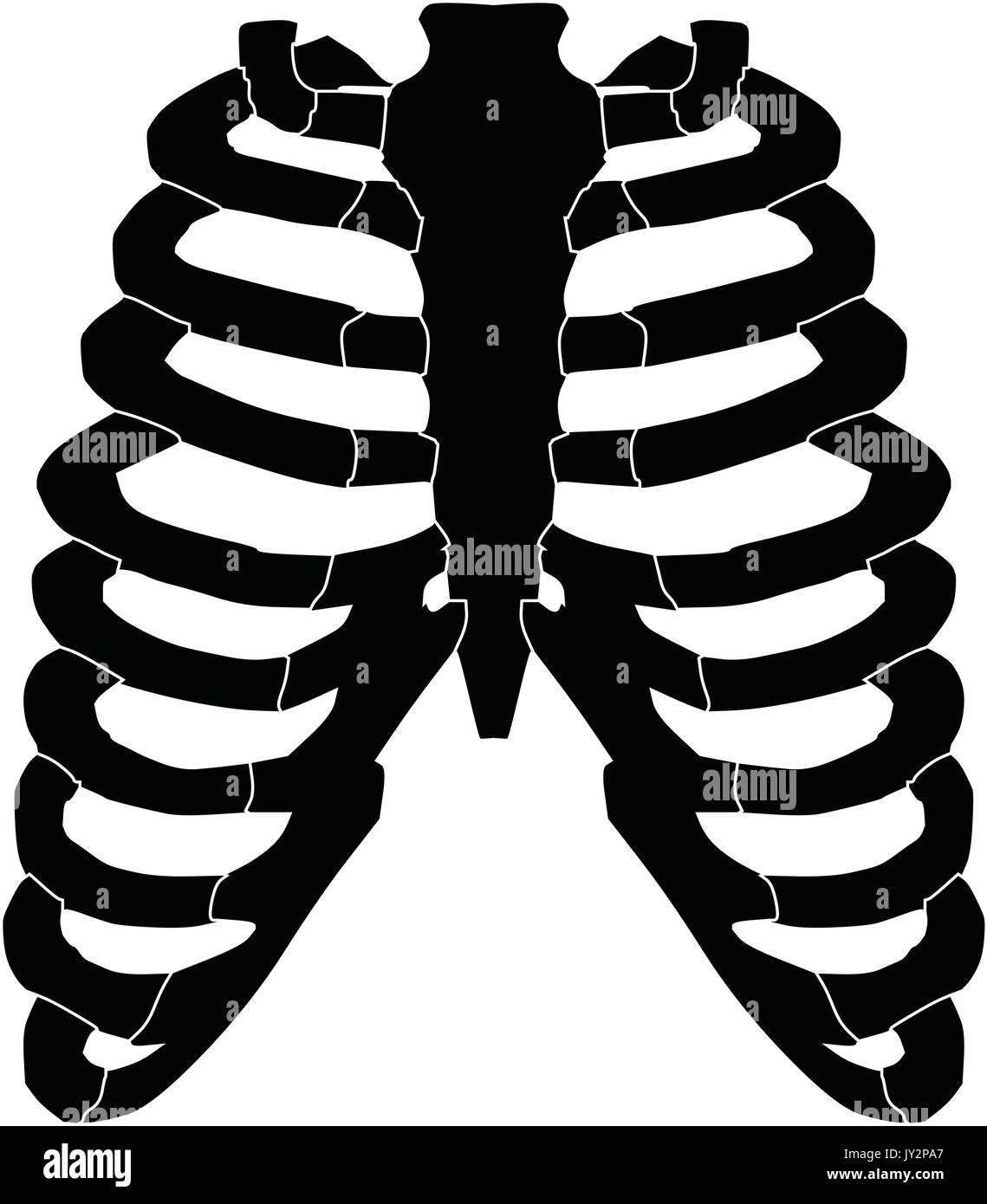 Rib Cage Silhouette