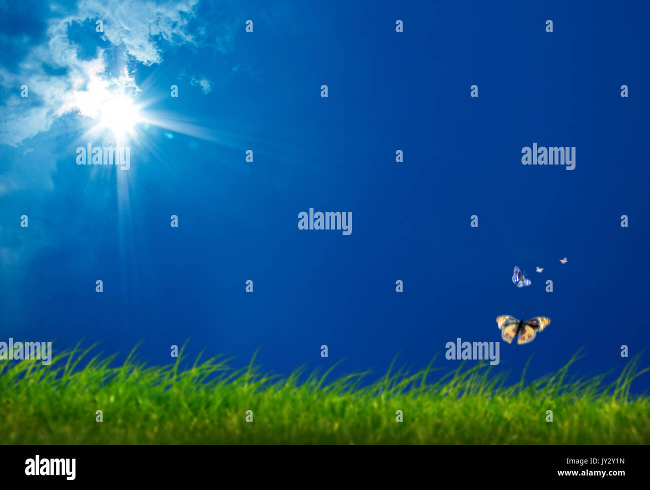 Butterflies Flying High Resolution Stock Photography and Images Alamy