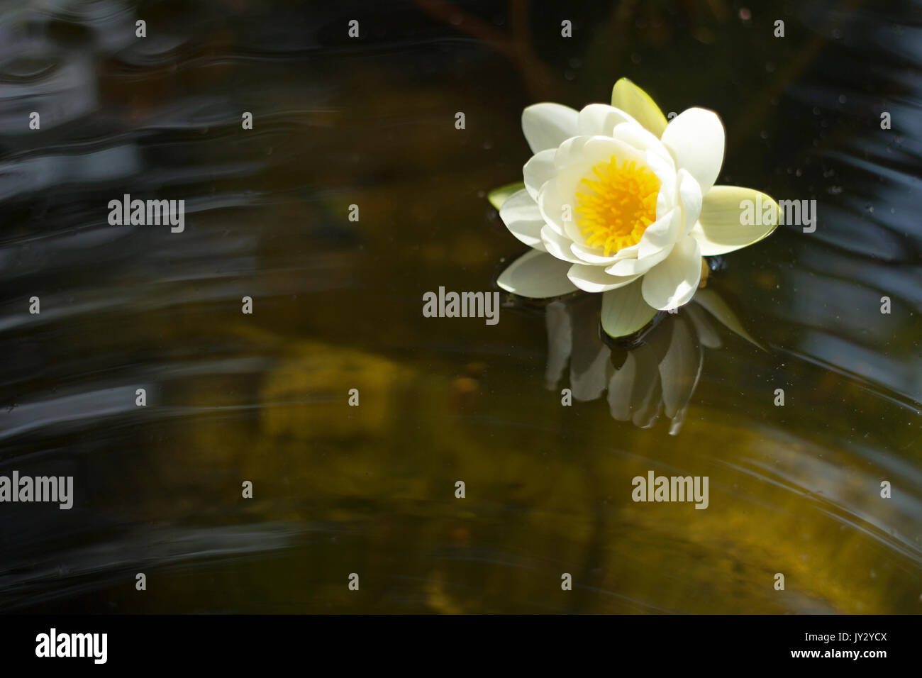 A water lily with small waves Stock Photo Alamy