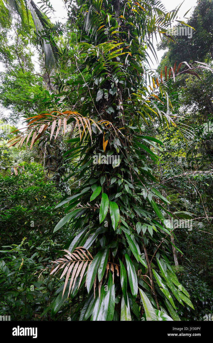 Climbing plants hires stock photography and images Alamy