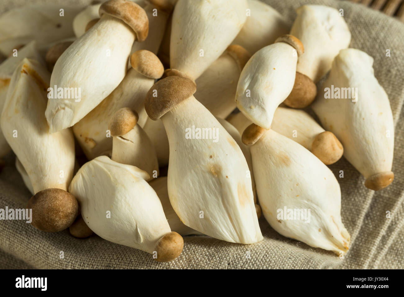 Raw Organic Baby King Oyster Mushrooms Ready to Eat Stock Photo
