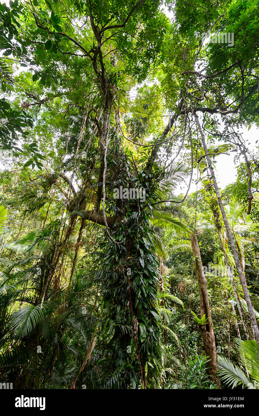 Daintree rainforest plants hi-res stock photography and images - Alamy