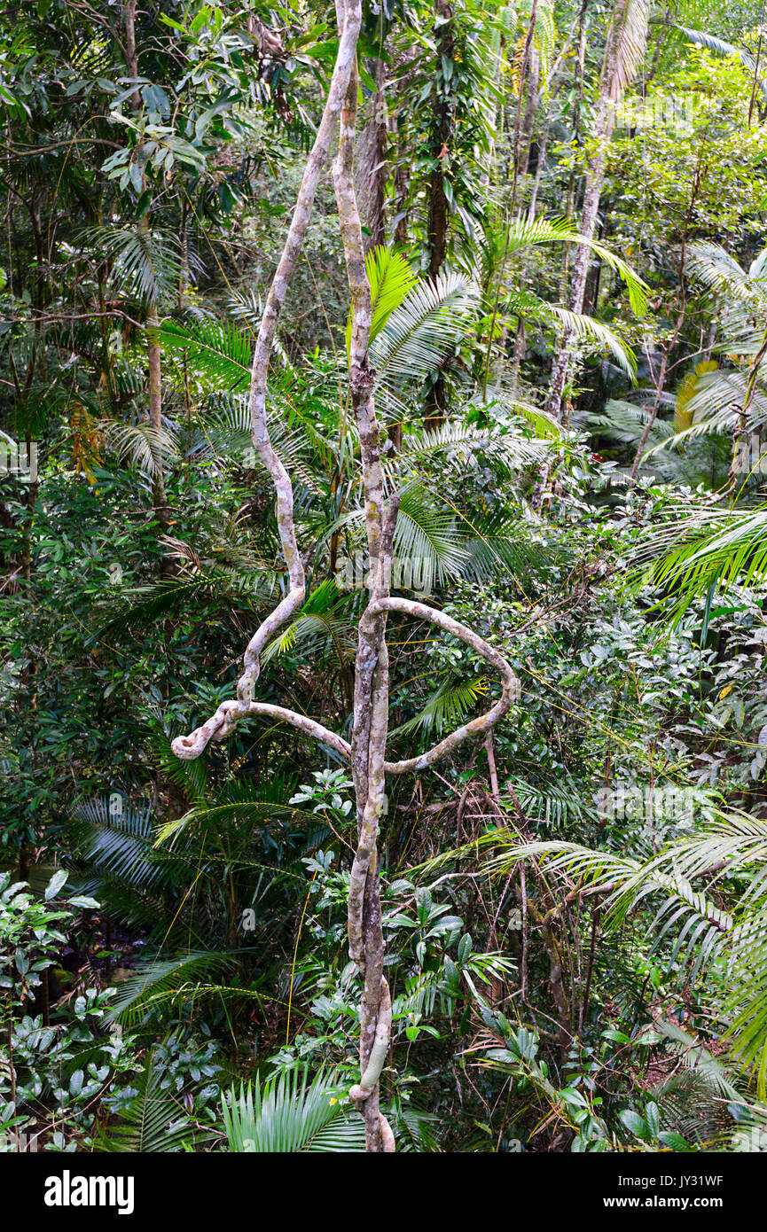 Vines in the rainforest, Daintree National Park, Cape Tribulation, Far North Queensland, FNQ, QLD, Australia Stock Photo