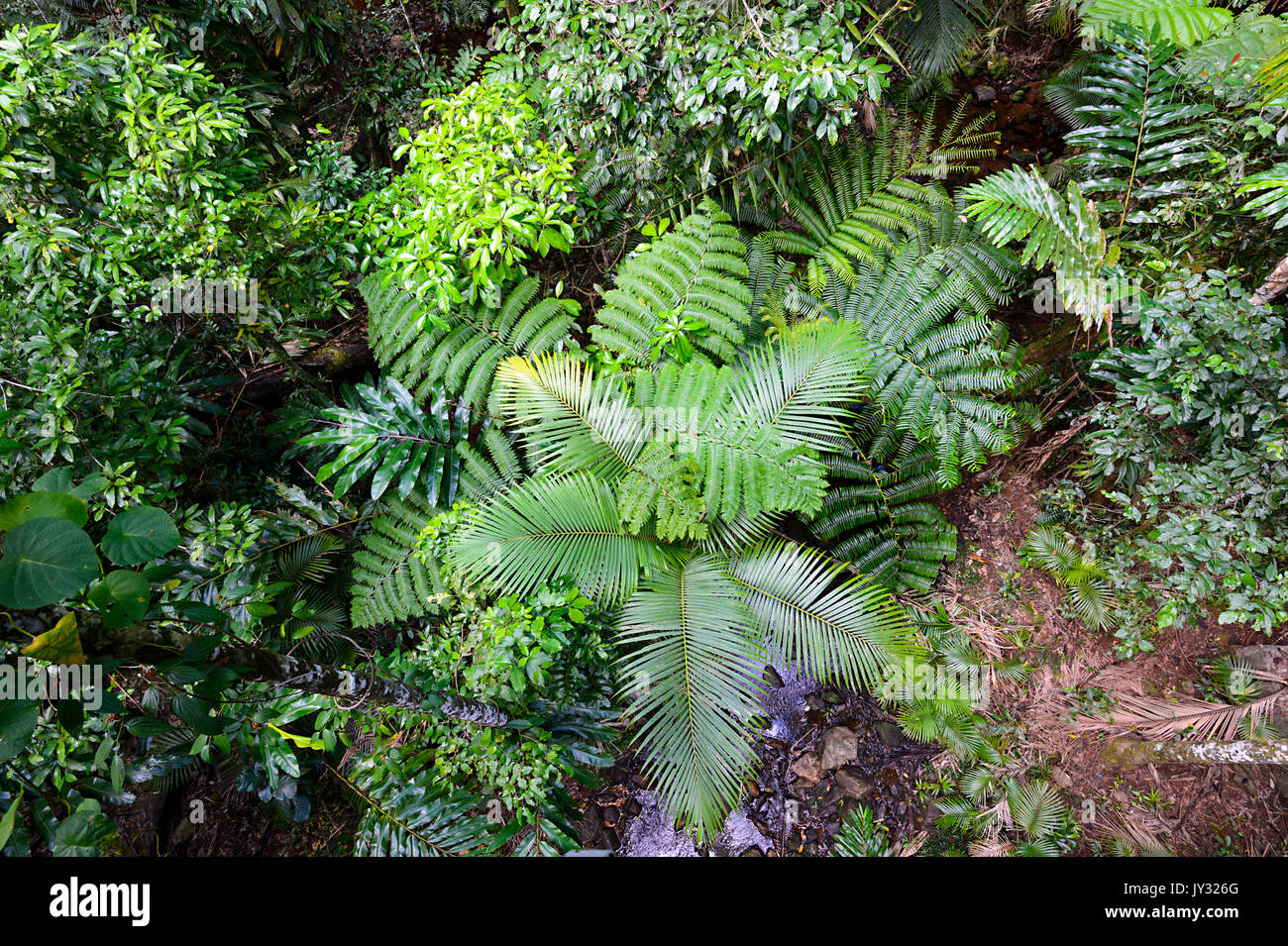 Tree Ferns (Cyathea cooperi)  in tropical rainforest, Daintree National Park, Cape Tribulation, Far North Queensland, FNQ, QLD, Australia Stock Photo