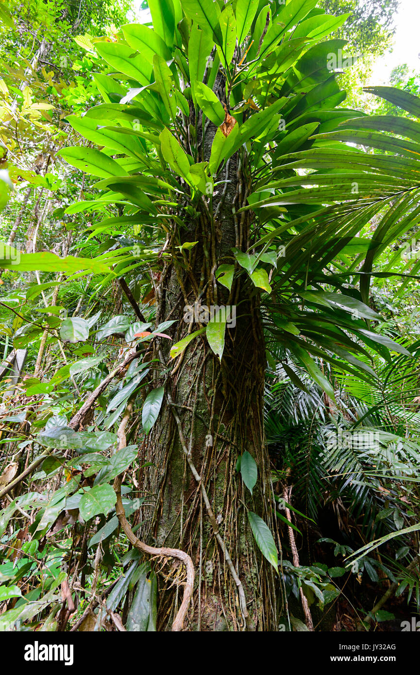 Nutmeg Tree High Resolution Stock Photography and Images Alamy