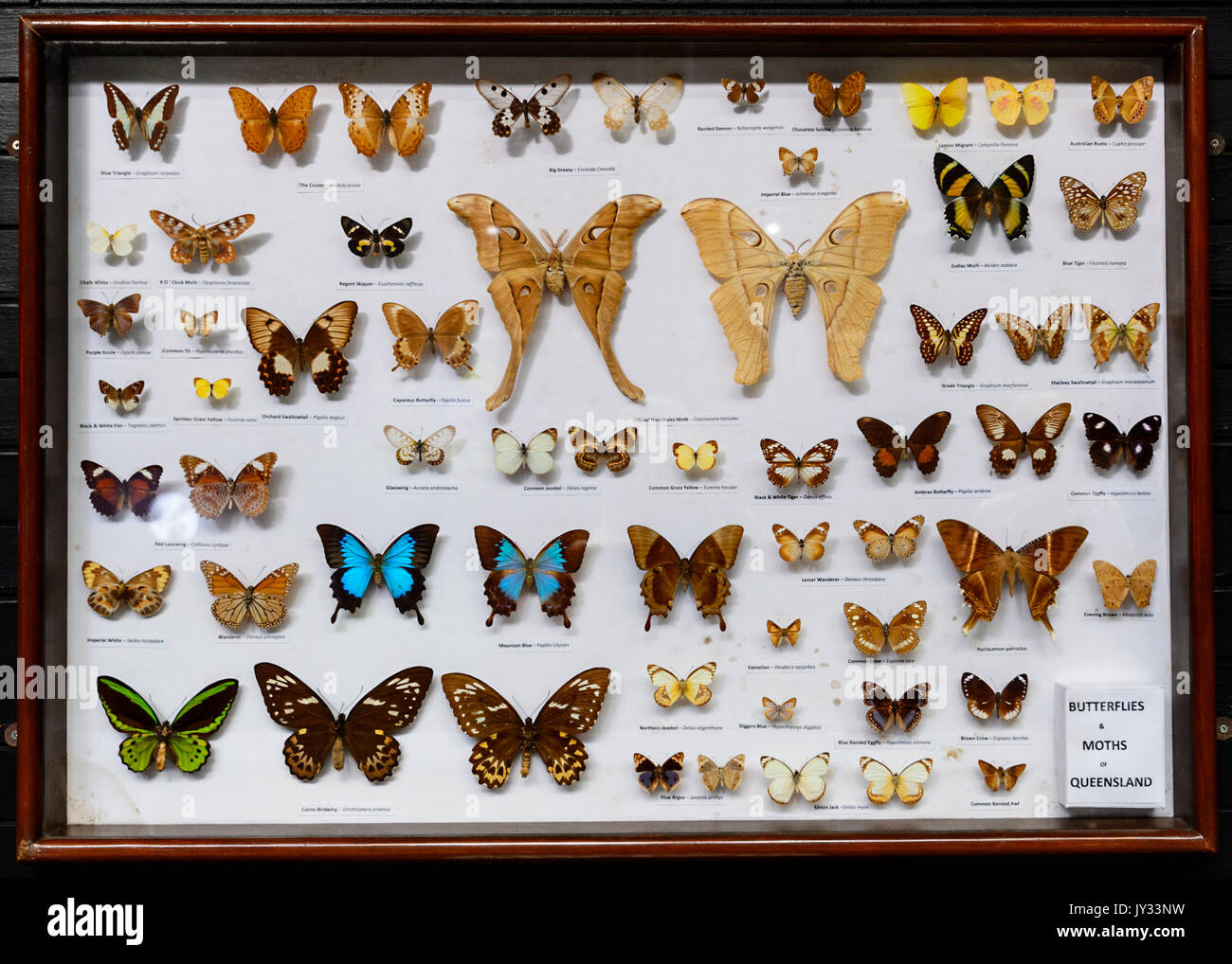 Australian butterflies hires stock photography and images Alamy