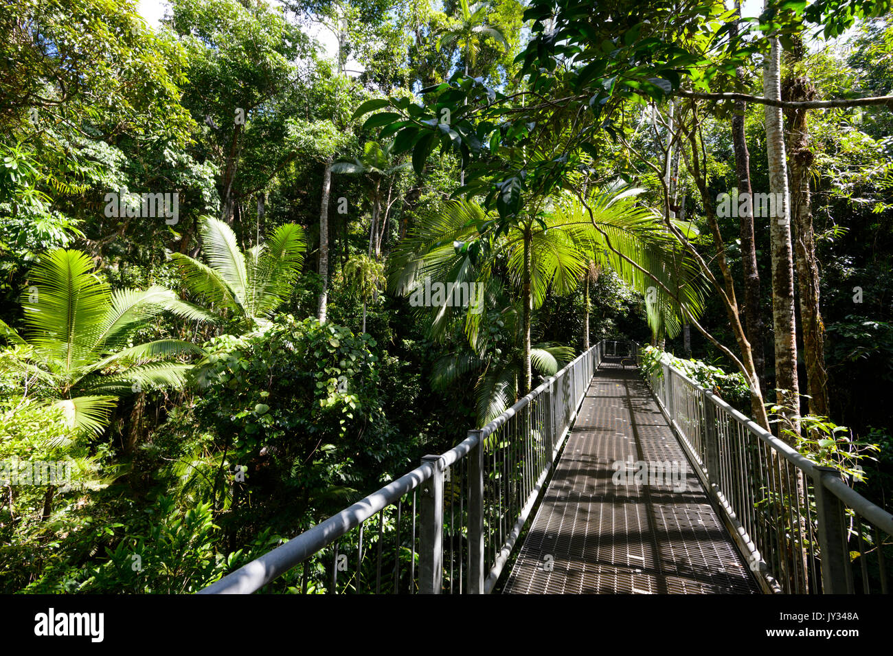 Elevated Walkway through the tropical rainforest at the Daintree Discovery Centre, Daintree National Park, Oz, QLD, Queensland, Australia Stock Photo
