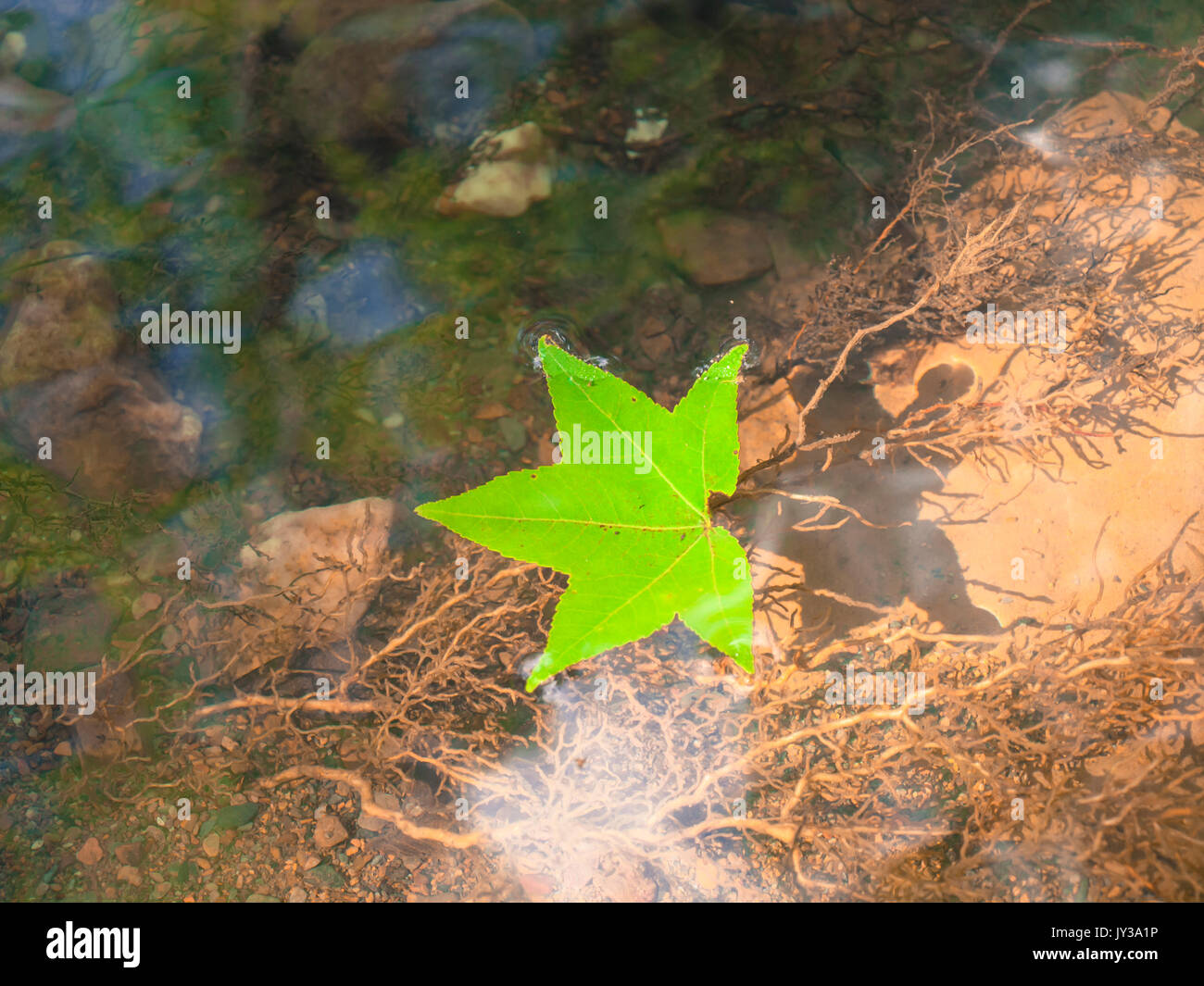 Leaf floating on water. (2 Stock Photo Alamy