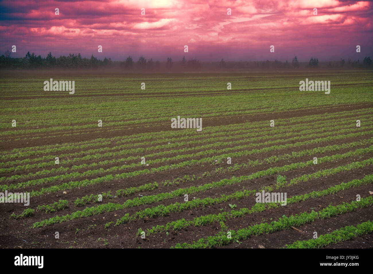 Black Blizzard ( dust devil. dust whirl) on agricultural lands. Loss of