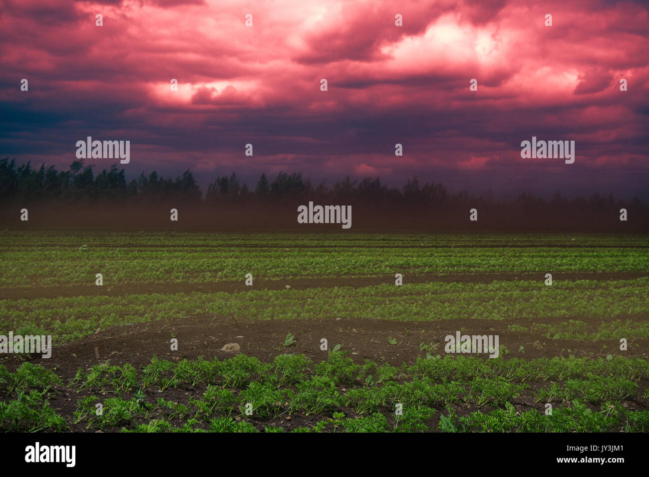 Black Blizzard ( dust devil. dust whirl) on agricultural lands. Loss of