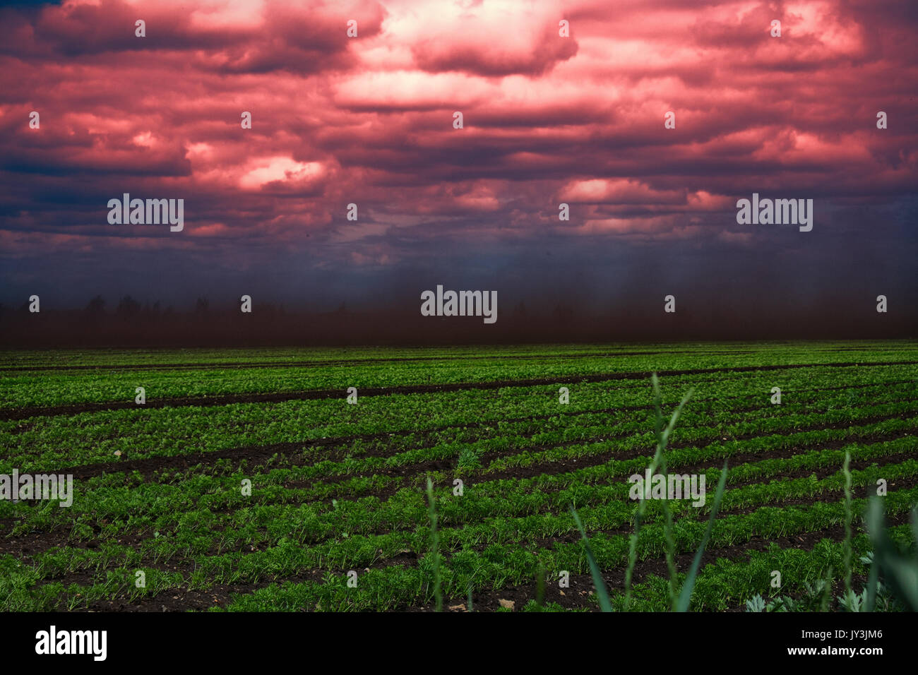 Black Blizzard ( dust devil. dust whirl) on agricultural lands. Loss of