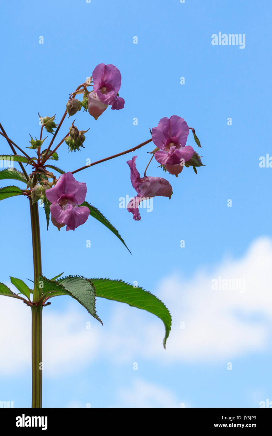 Himalayan balsam against a blue sky background Stock Photo