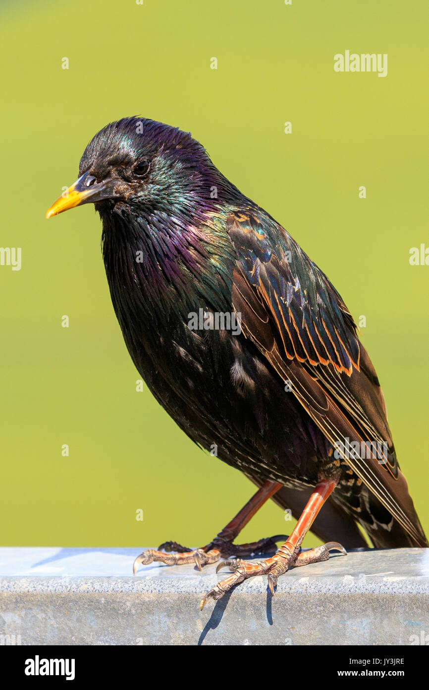 The Beautiful Colours Of A Starling Close Up Stock Photo Alamy