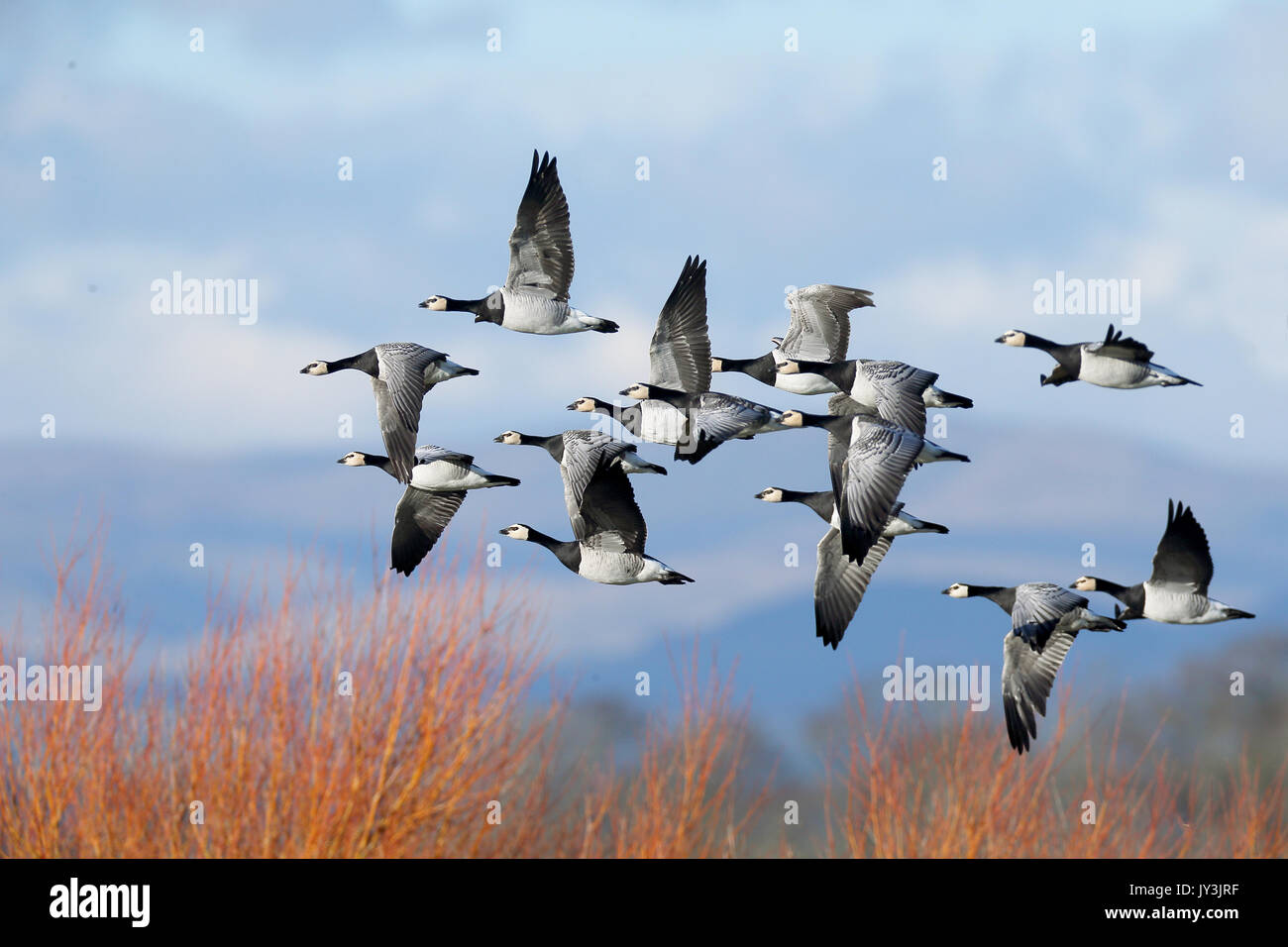 Barnacle Geese flying over Red Willows Stock Photo