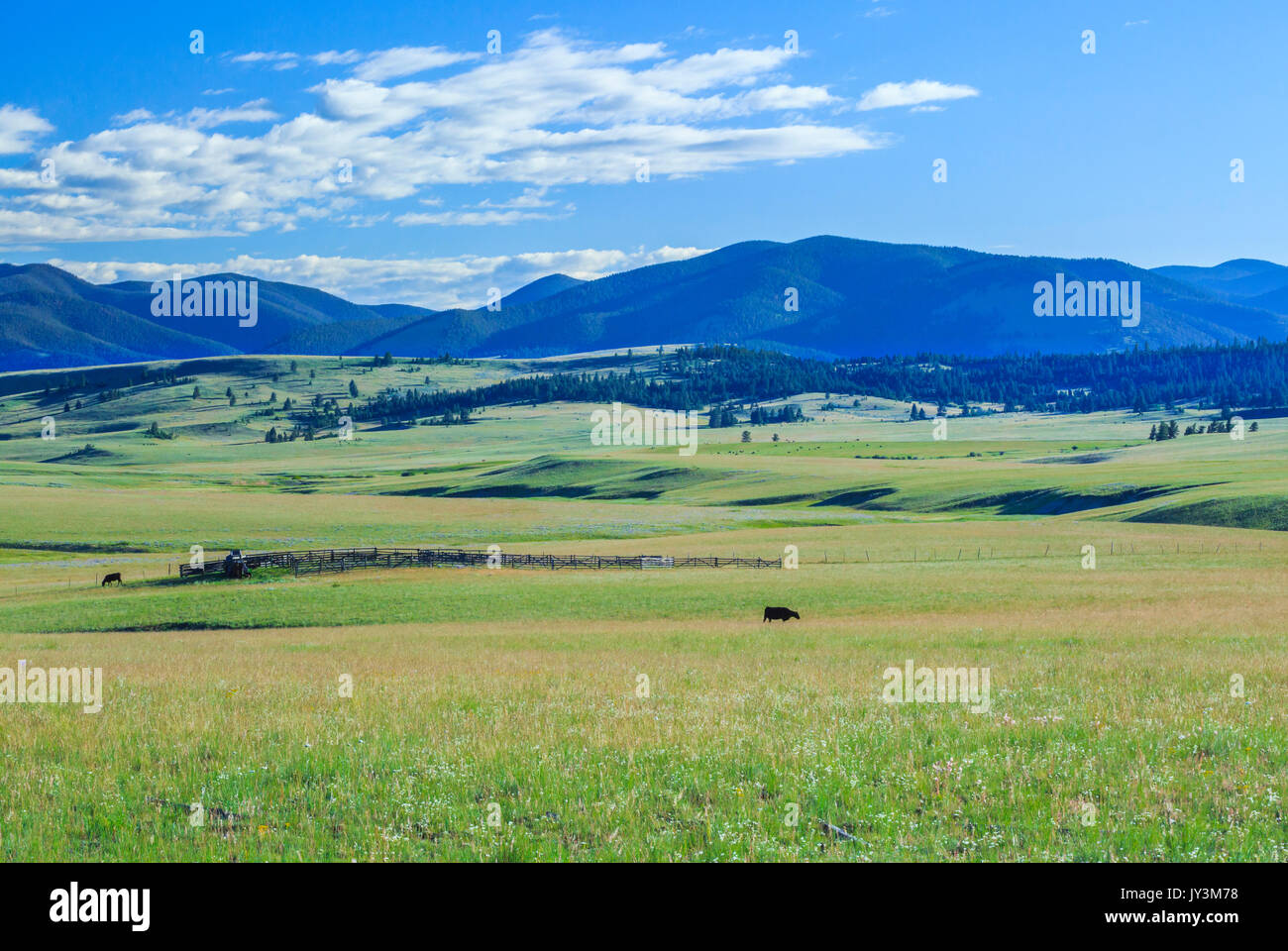 cattle grazing in meadows of the nevada creek basin below the continental divide near avon, montana Stock Photo