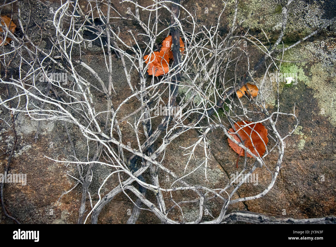 Death of plants, deforestation. In air pollution and fires in forest